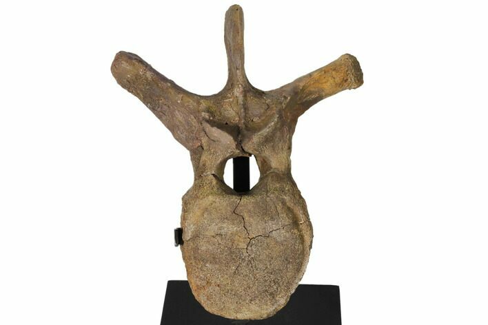 Hadrosaur (Edmontosaur) Dorsal Vertebra - Montana #129424